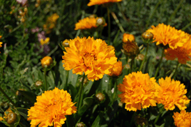 Coreopsis